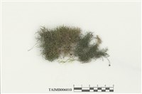 藏品(小多枝苔)的圖片